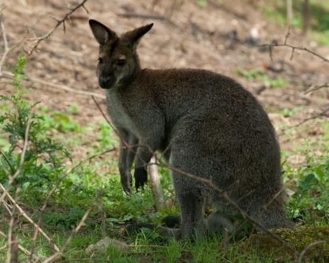 ZOO FARMA NOVÝ ZÉLAND - Modrová